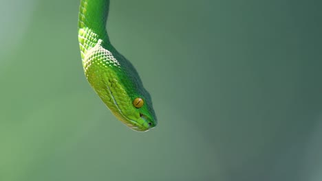 La-Víbora-De-Labios-Blancos-Es-Una-Víbora-Venenosa-Endémica-Del-Sudeste-Asiático-Y-A-Menudo-Se-Encuentra-Durante-La-Noche-Esperando-En-Una-Rama-O-Rama-De-Un-árbol-Cerca-De-Un-Cuerpo-De-Agua-Con-Muchos-Alimentos