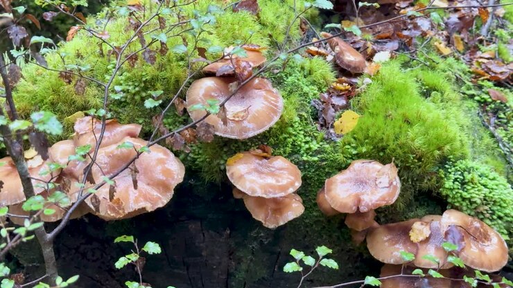 Fungi and moss thriving in lush wilderness