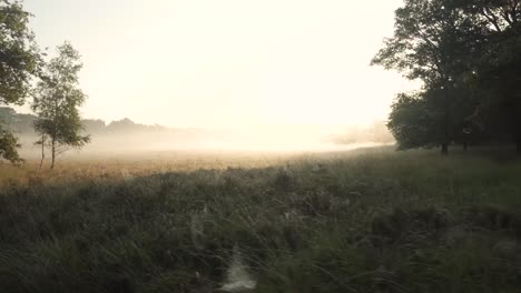 misty sunrise over a meadow