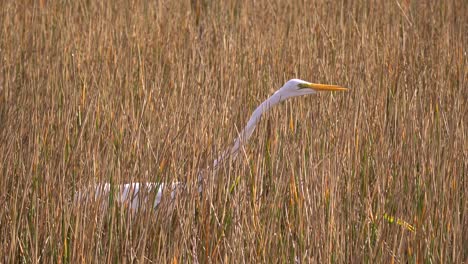 white great egret hunting for fish in the grassy waters wetland area in south florida in 4k 29.97p