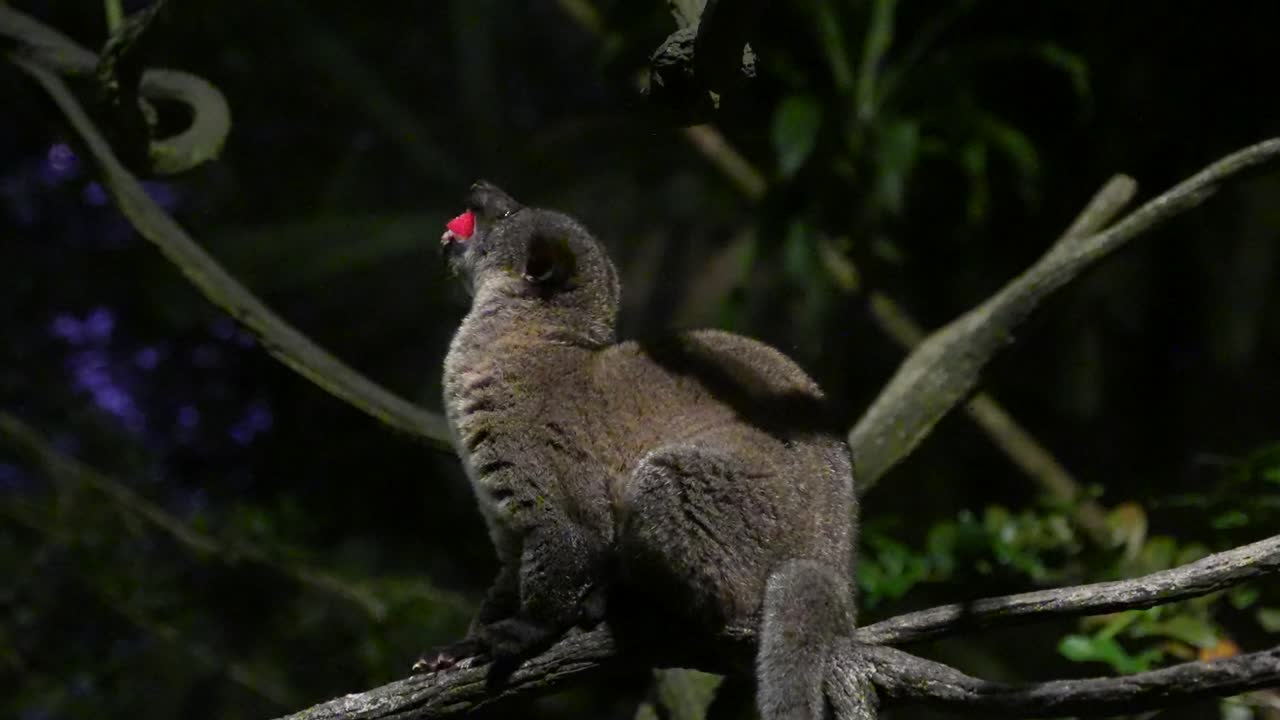 civeta de palma de dientes pequeños comiendo fruta en un árbol en el bosque