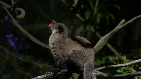 small-toothed palm civet eating fruit on a tree in the forest