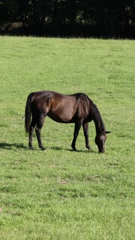 un solo caballo pastando tranquilamente en un campo soleado