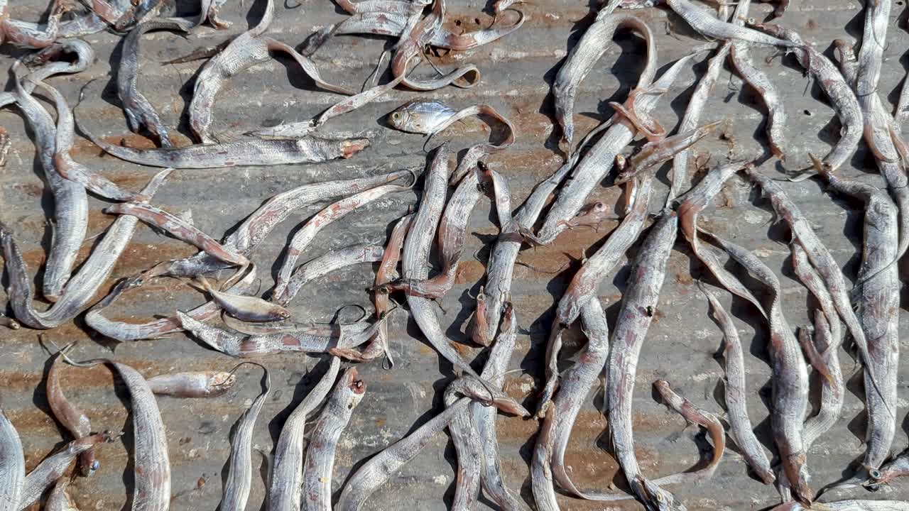 Fish naturally drying in the sun on a metal galvanised sheet with hoards of flies buzzing around meat at coastal fishing community in Sri Lanka