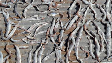 fish naturally drying in the sun on a metal galvanised sheet with hoards of flies buzzing around meat at coastal fishing community in sri lanka