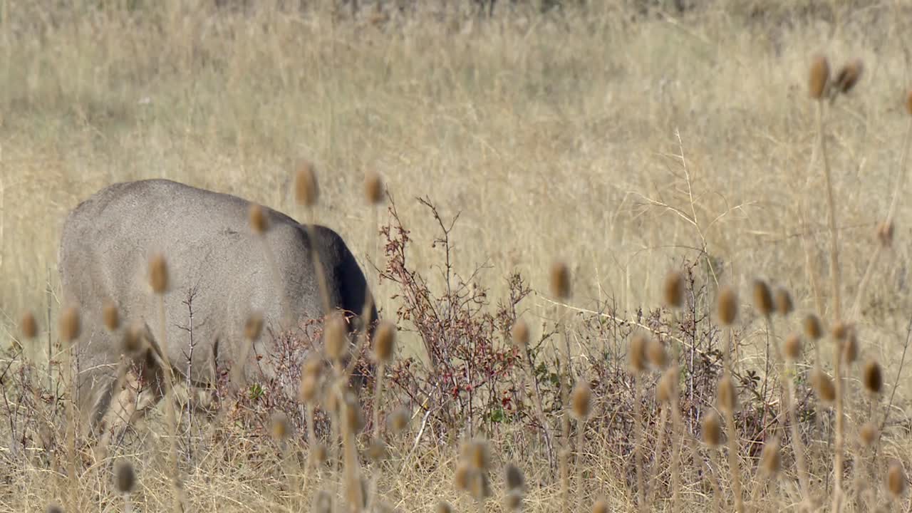 Mule Deer (Odocoileus Hemionus) Large Buck With Big Antlers Browsing In Weeds At The National Bison Range Montana 2015