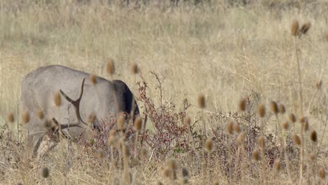 Maultierhirsch-(odocoileus-Hemionus)-Großer-Bock-Mit-Großen-Geweihen-Beim-Grasen-Im-Unkraut-An-Der-National-Bison-Range-Montana-2015