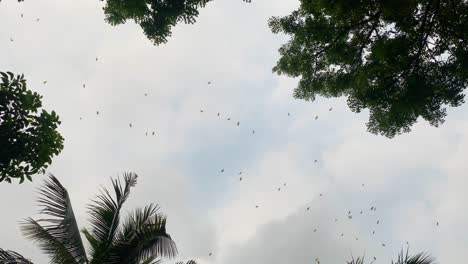 Bats-in-the-evening-sky-flying-rapidly-feeding-flying-insects