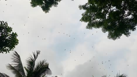 murciélagos en el cielo de la tarde volando rápidamente alimentando insectos voladores