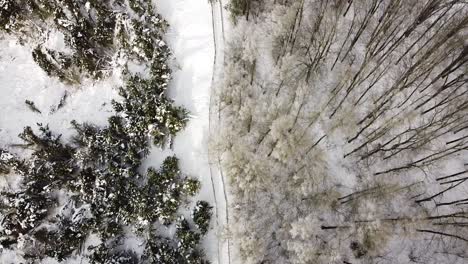 Top-down-view-of-wooden-pathway-on-hillside-and-forest