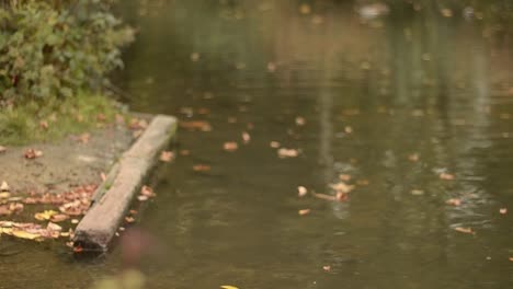 Estanque-Con-Pequeños-Reflejos-De-Muelle-De-Madera-Y-Hojas-De-Otoño