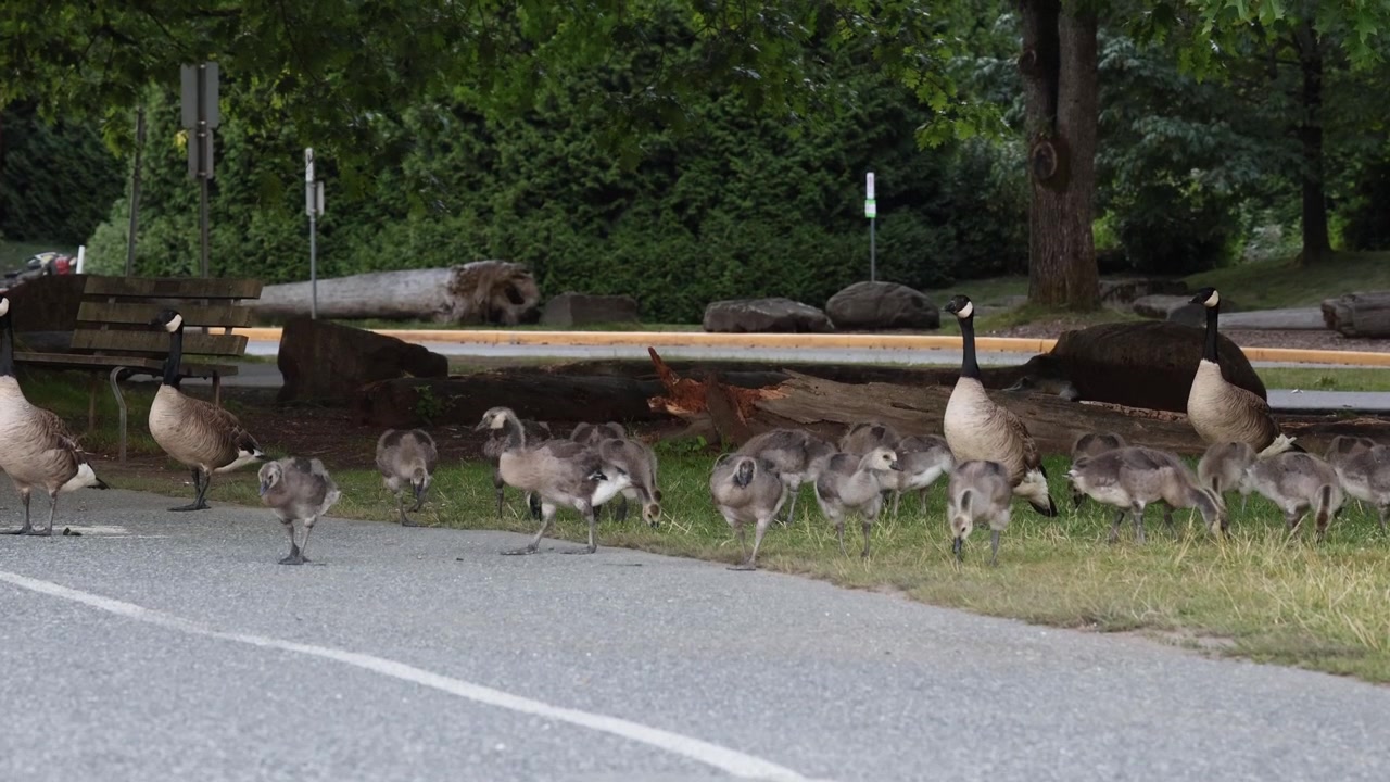Grote groep Canadese ganzen op een openbare weg, wildleven in de stad