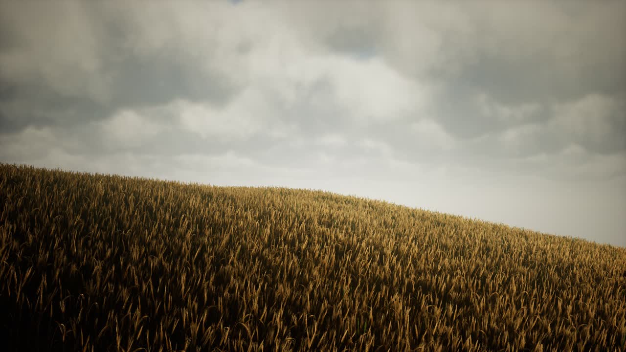 Dark stormy clouds over wheat field