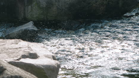 sunlight through smooth stream flowing over rocks on sunny morning