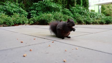 linda ardilla negra comiendo nueces en el patio trasero