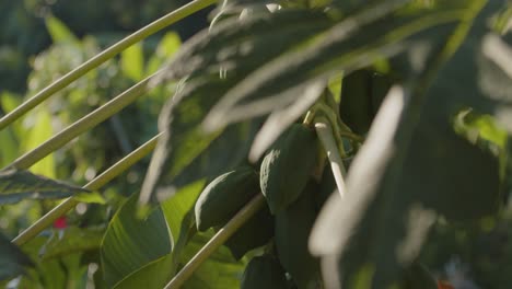fruta tropical de la papaya colgando en el árbol - enfoque del estante
