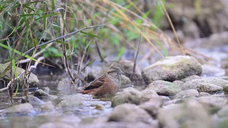 Rock-bunting-is-taking-a-birdbath-in-a-Water-Stream