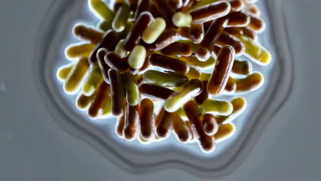 cluster of rod-shaped bacteria or microorganisms