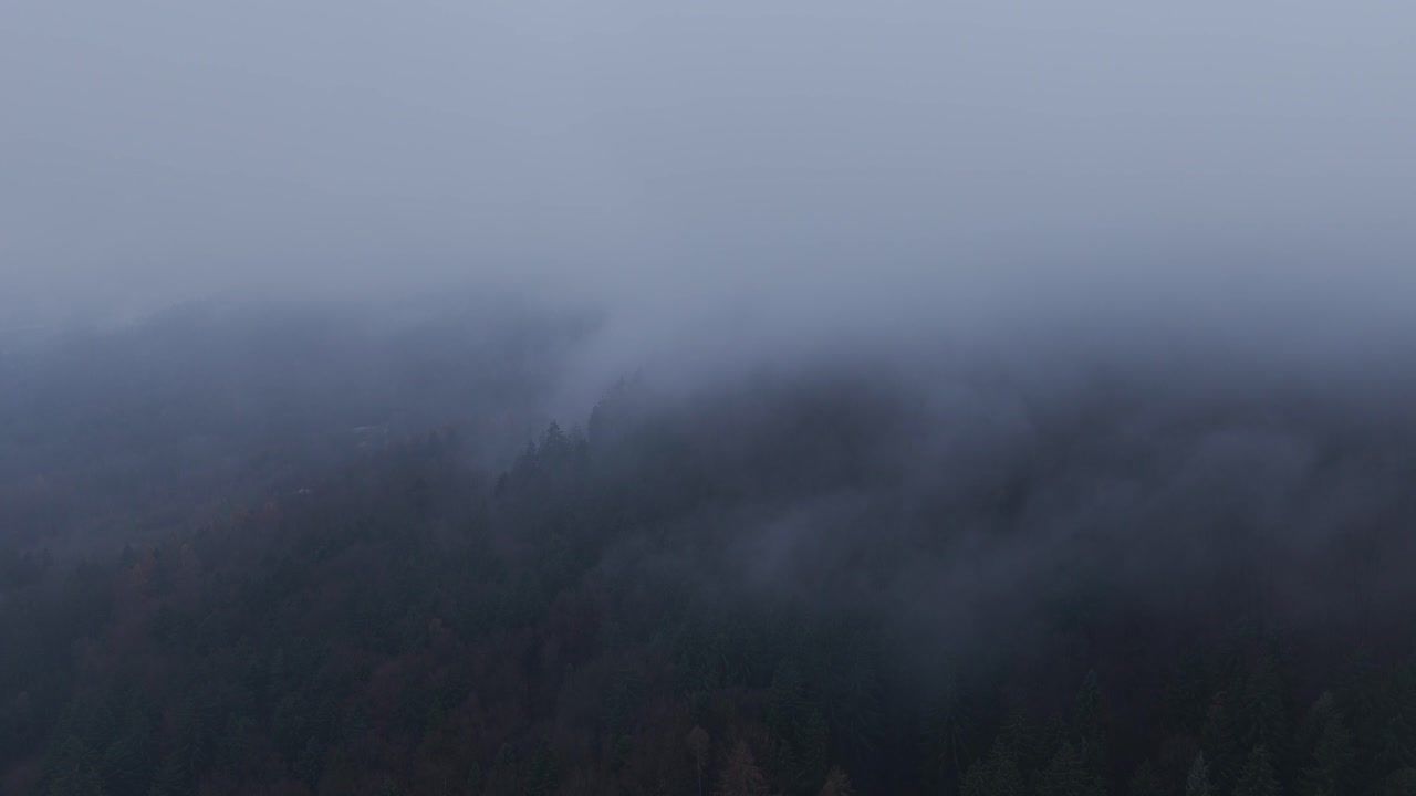 Thick mist swallowing the forest with eerie tree crowns emerging at dawn from above