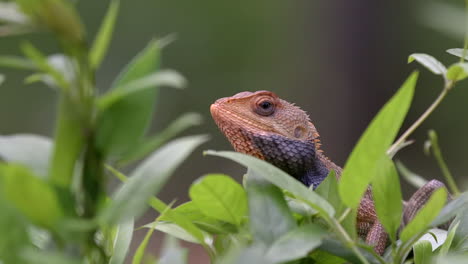 Lagarto-Intercambiable-Naranja-Masticando-De-Cerca