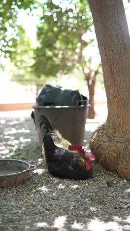 chickens in a garden