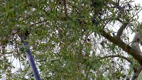 olives dropping from the tree with the machine