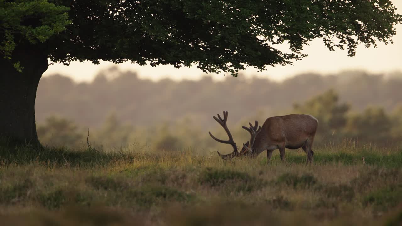 средний снимок одного оленя с гигантским рогом, пасущегося под деревом в золотой час на холмах велуве в нидерландах