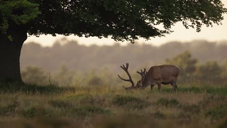 disparo medio de un solo ciervo rojo con un enorme rack de cuernos pastando bajo un árbol en la hora dorada en las colinas de veluwe de los países bajos