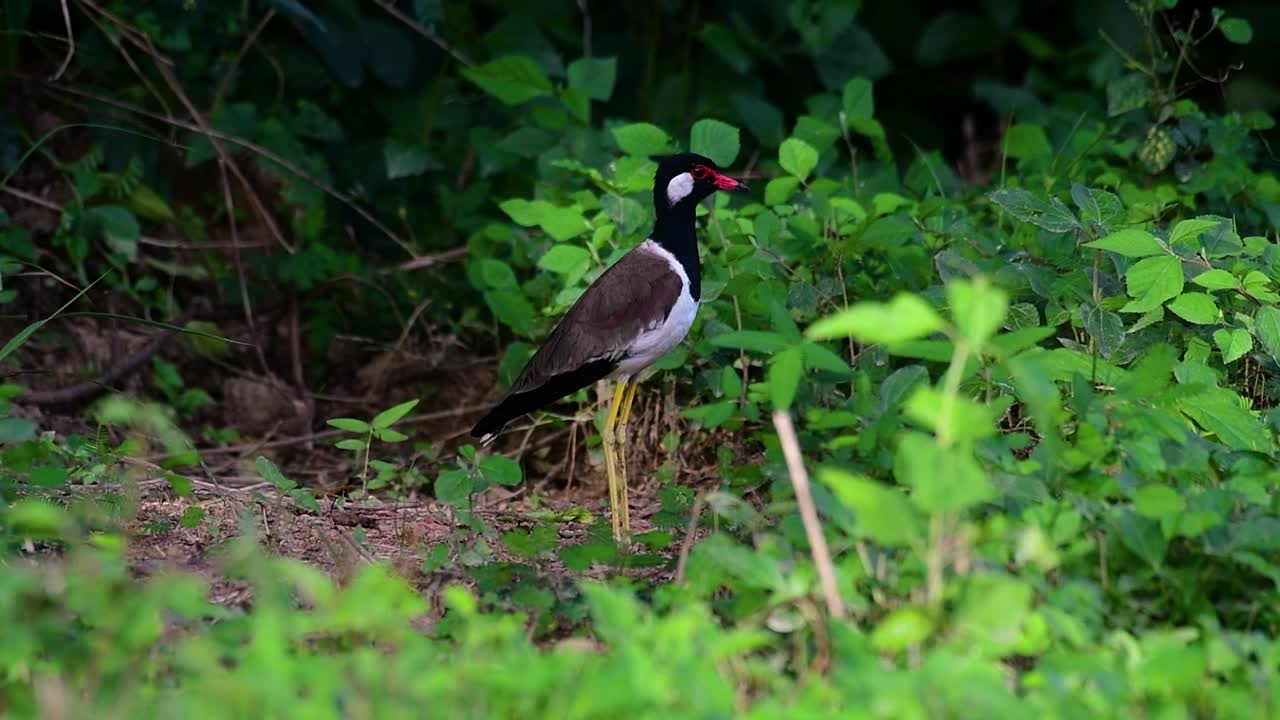 el avefría de barbas rojas es una de las aves más comunes de tailandia