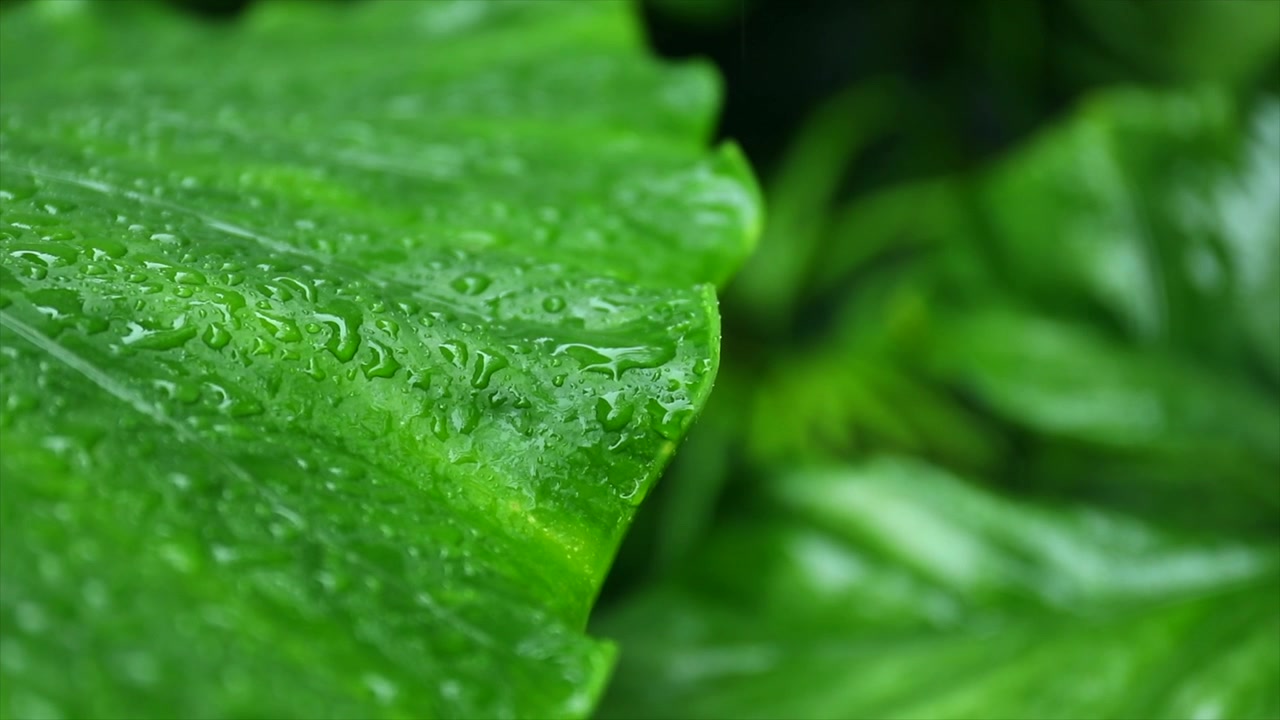 Gocce di pioggia che cadono su una grande foglia tropicale verde