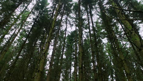 Schöne-Hohe-Bäume-Des-Houffalize-waldes-In-Belgien,-Die-Sich-Im-Wind-Wiegen