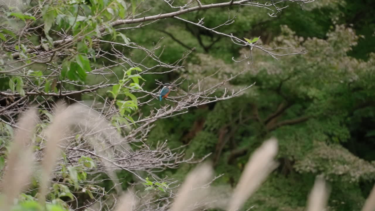 숲에서 벌거벗은 나무 나뭇가지에 자리 잡은 일반적인 물총새 새