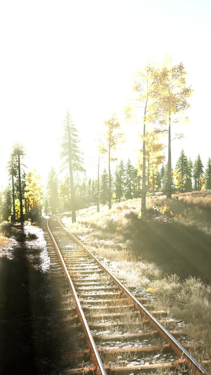 vías de ferrocarril a través de un bosque