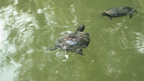 turtles in the water inside garden in bologna