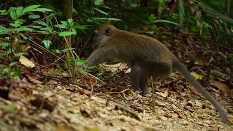 un joven mono macaco buscando comida en el embalse de macritchie, singapur