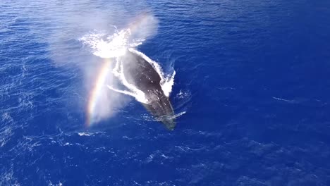 ballena jorobada que salta causando salpicaduras de agua y arcoíris coloridos durante la temporada de migración