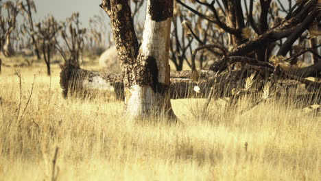 Burnt-yellow-grass-with-fallen-trees-around-in-the-desert