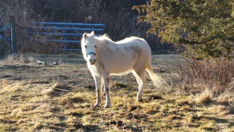 Horse-Turning-and-Looking-into-Lens