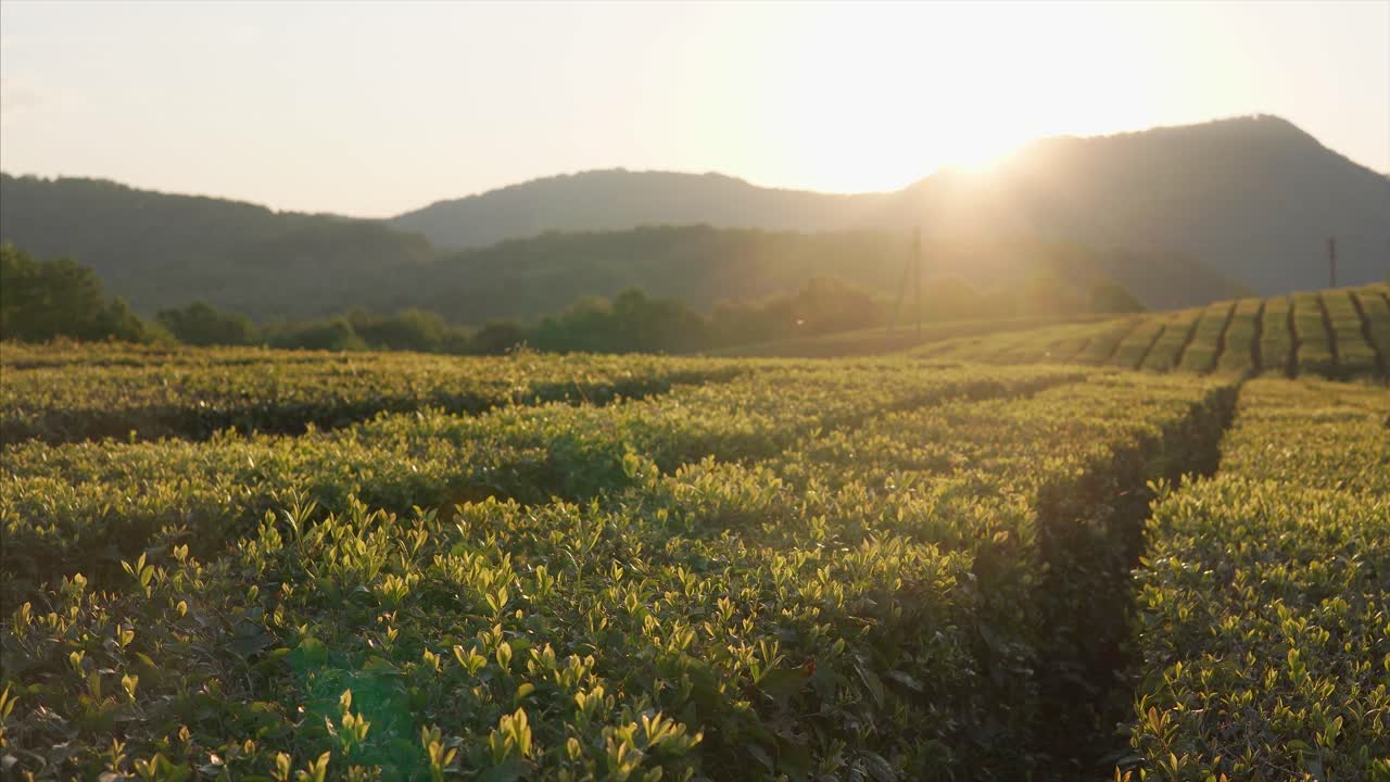 차 농장 위의 해가 뜨고 해가 지는 모습