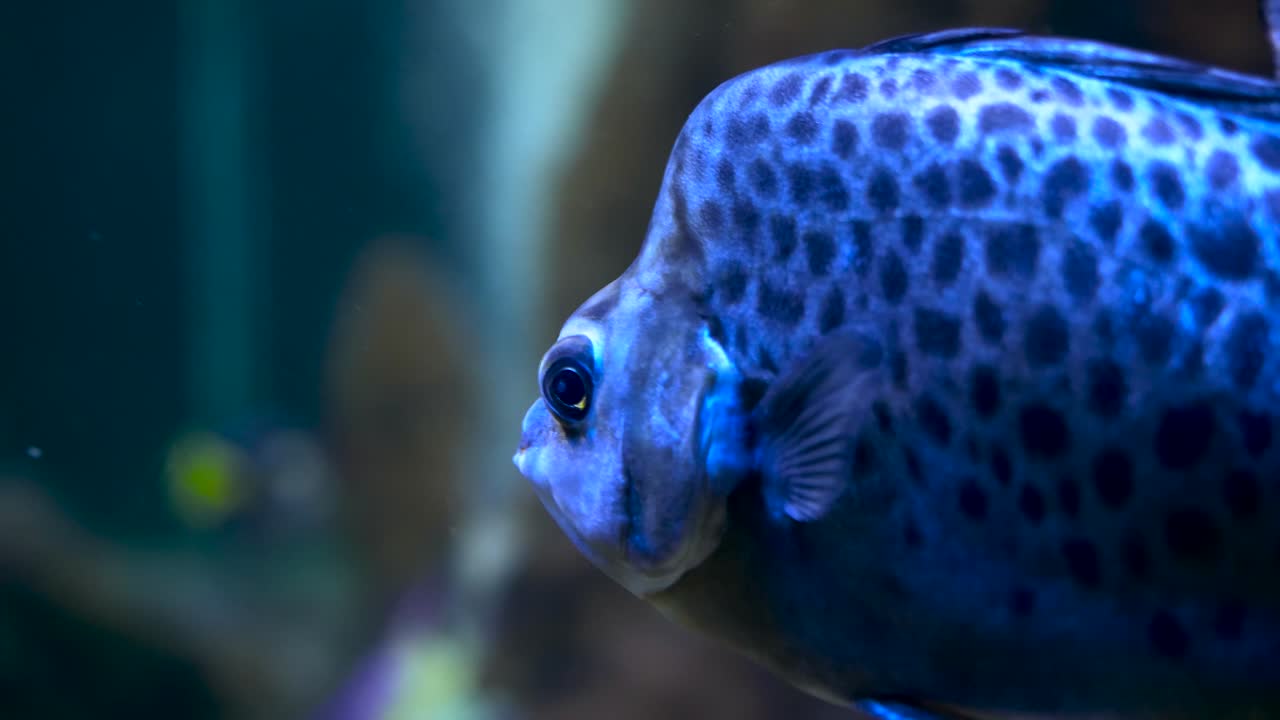 Close up shot scatophagus argus, saltwater fish, swimming in an aquarium