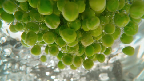 fresh green peas in water