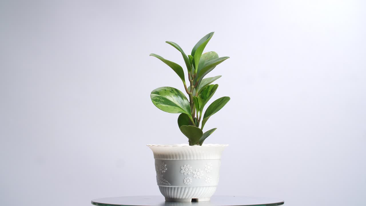 Ficus elastica su tavolo rotondo che gira su se stessa su sfondo bianco