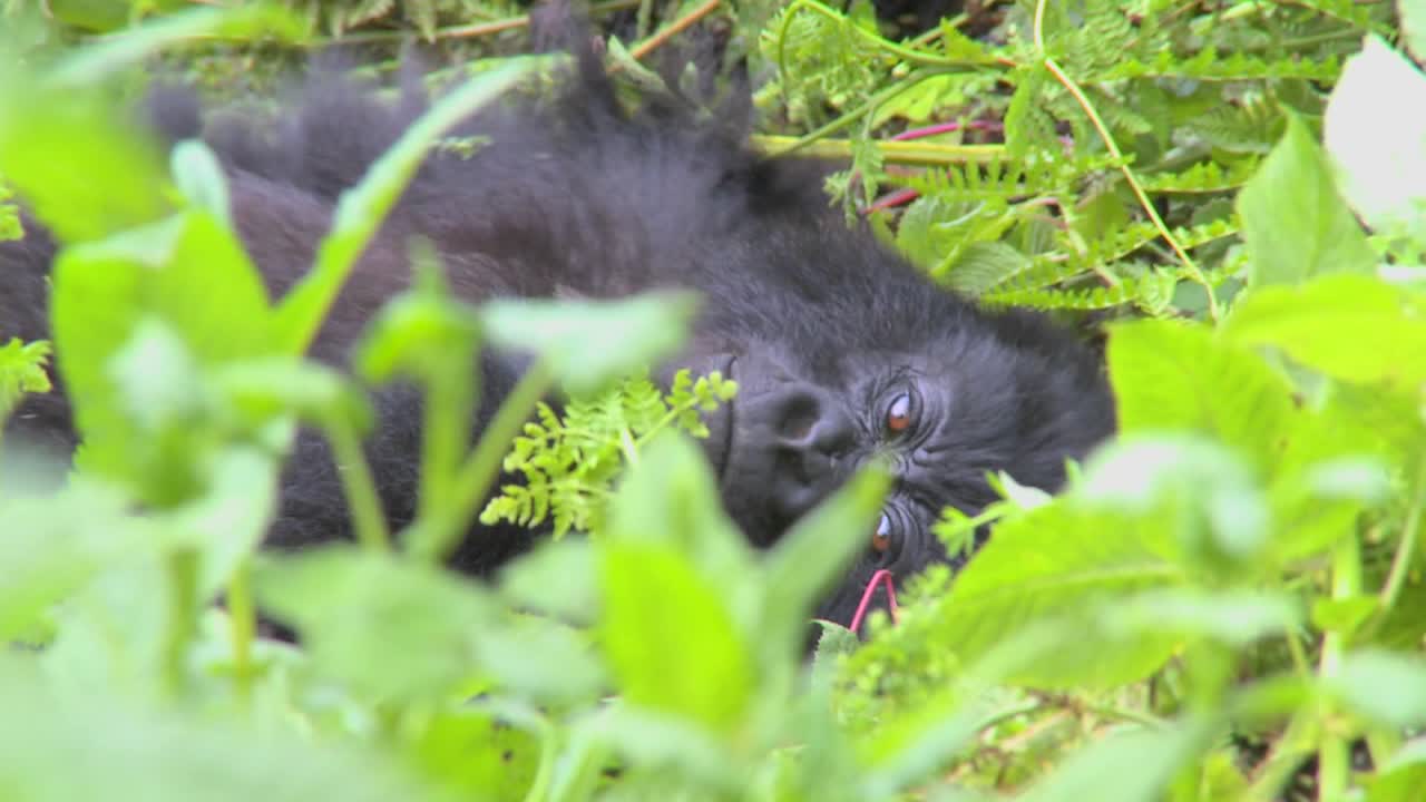 Un gorilla di montagna è seduto nella fitta vegetazione della giungla su un vulcano in Ruanda.