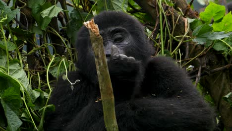 una toma de cerca de 4k de un joven gorila de montaña en peligro de extinción, que vive entre su hábitat natural de la jungla, el parque nacional de bosque impenetrable de bwindi de uganda, áfrica