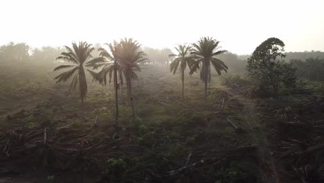 Sun-light-at-oil-palm-plantation.-The-land-is-cleared-of-other-plantation.