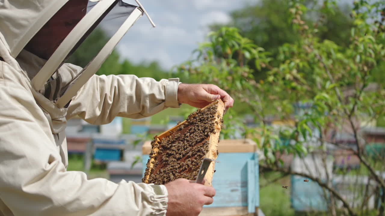 Beekeeper turning frame in his hands to check it better. Honey frame covered with bee colony. Bee farmer checking bees on sunny day.