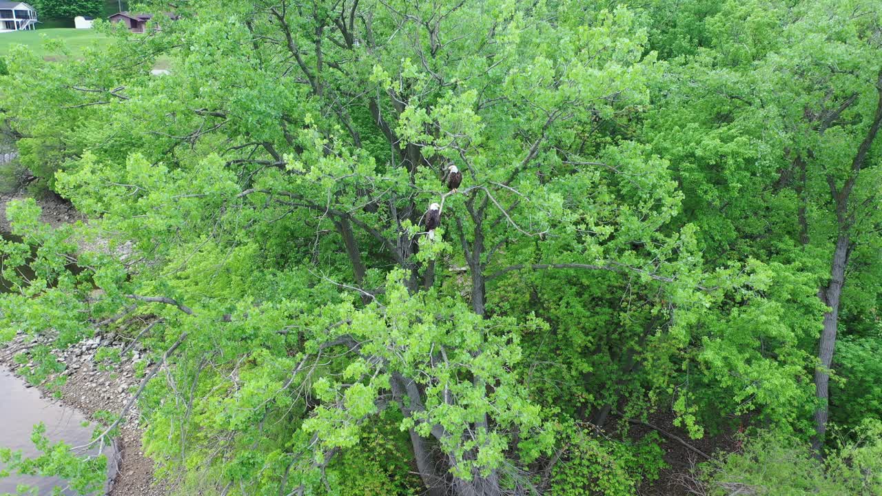 Bald Eagles in a Tree by a River