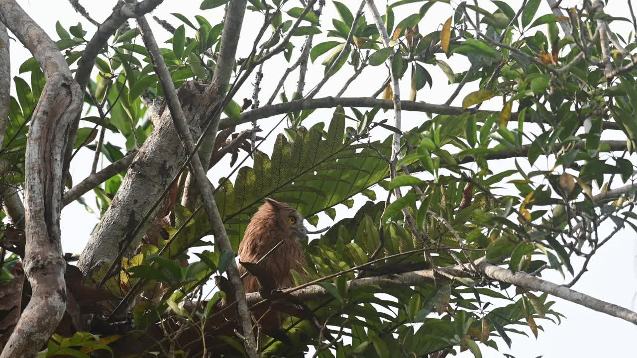 lechuza lechuza ketupa ketupu, lechuza lechuza ketupa ketupu, parque nacional khao yai, tailandia, novato