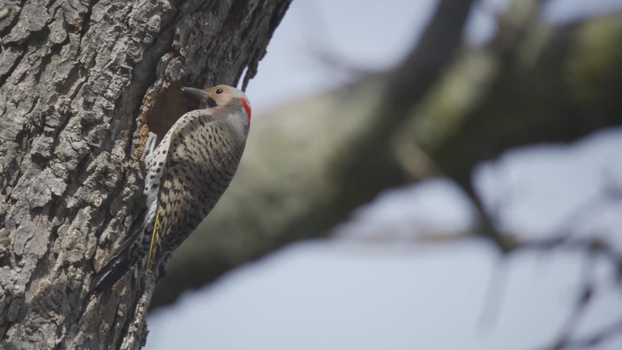 un pájaro parpadeo del norte entrando en una cavidad de nido hueco en un árbol forestal, cámara lenta