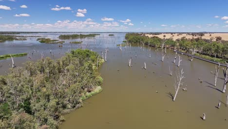 aerial swinging around over dead trees and heading to the islands in lake mulwala, nsw, australia